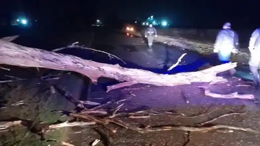 Imagen del árbol caído