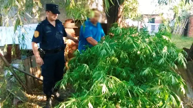 Allanamientos simultáneos por drogas 