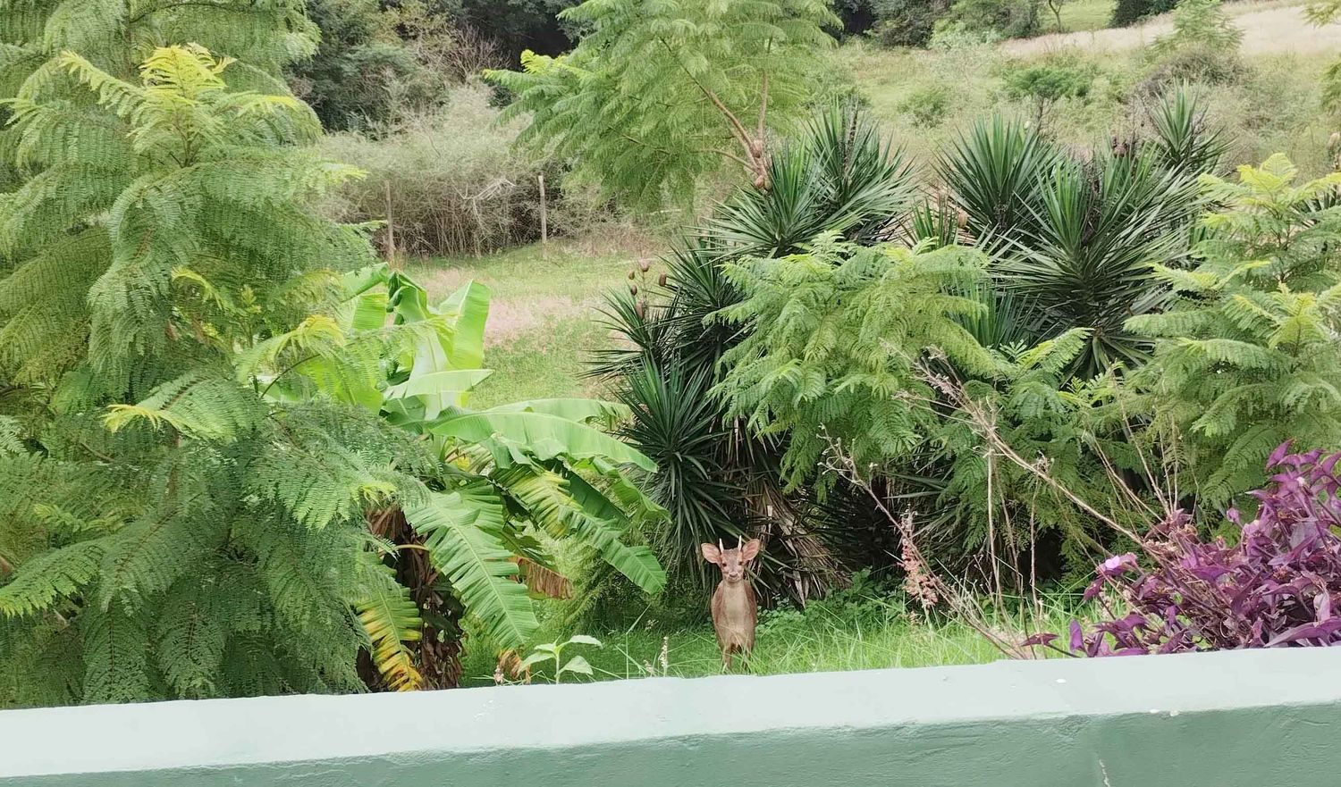 Un tesoro natural en el Parque San Carlos