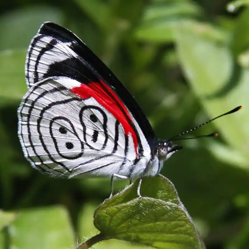 La «Mariposa de la suerte» que dicen predice números ganadores en juego de azar