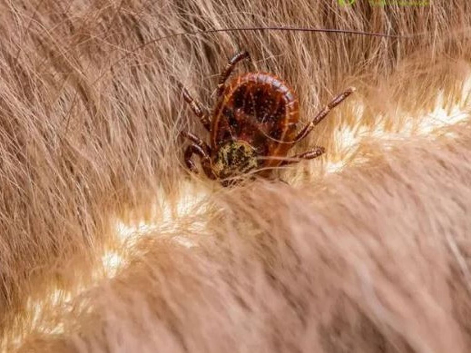 La garrapata que transmite la fiebre manchada fue eliminada y no habría peligro de enfermedad en Gualeguaychú