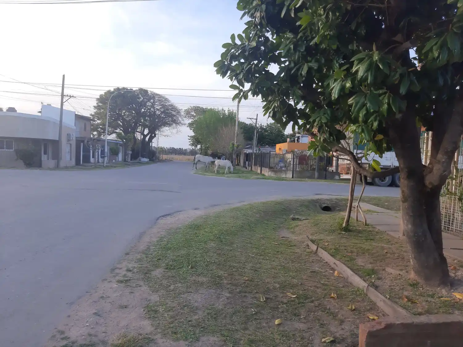 Caballos sueltos: "se fueron para la ruta"