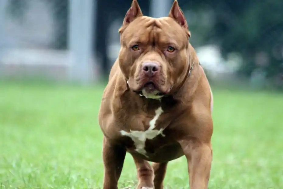 Una mujer murió tras ser atacada por tres perros pitbull