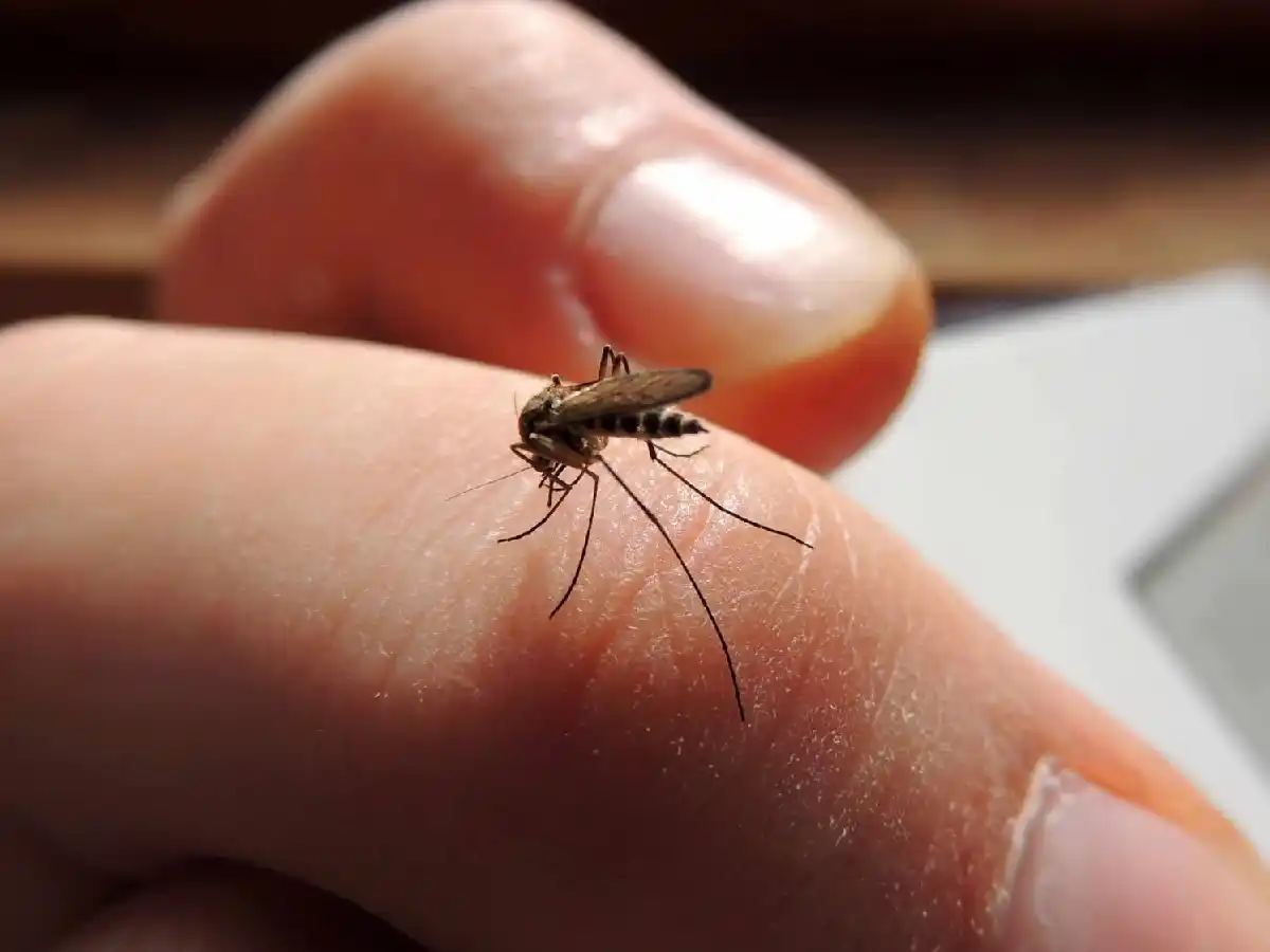 Las autoridades sanitarias confían que en 2017 se reducirán los casos de dengue