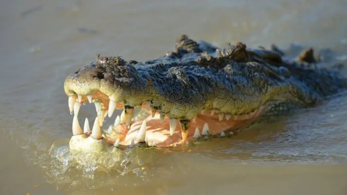DELANTE DE SUS AMIGOS: cocodrilo se devora a niña de ocho años en un río en Indonesia