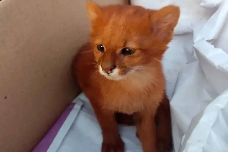 Rescatan cría de Puma Yaguarundí en Entre Ríos: fue hallado en la banquina de la ruta