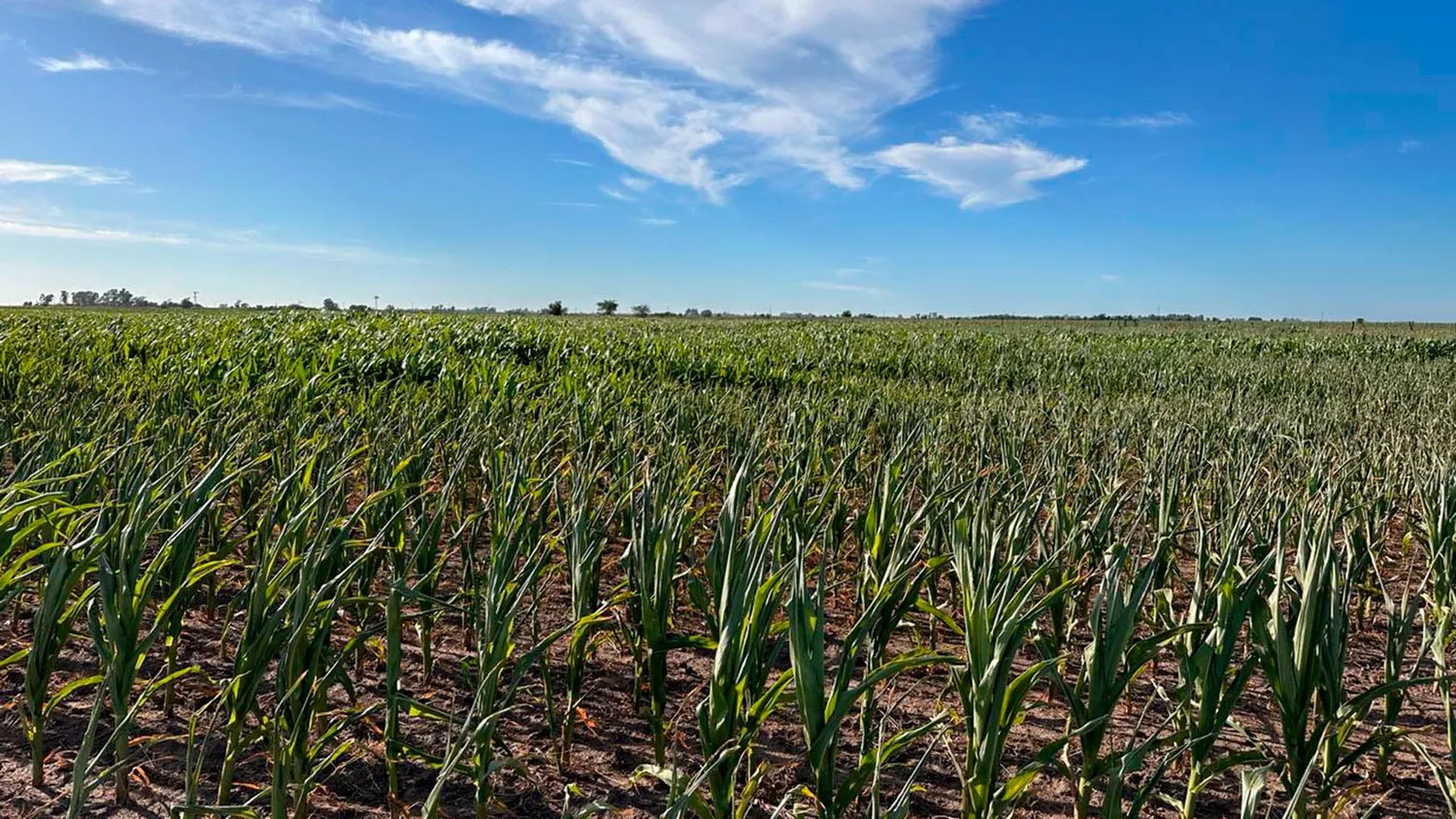 La recaudación por retenciones del agro creció 160% interanual en el primer semestre del año