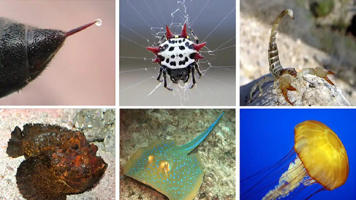 ¡CUIDADO! No te dejes engañar por las apariencias: estos son los animales más venenosos del planeta