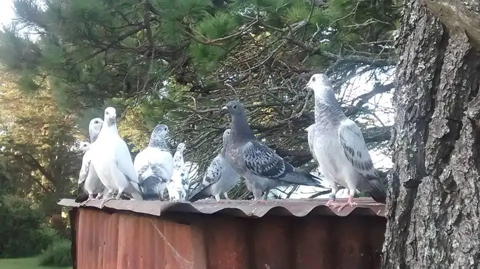Palomas mensajeras de Tandil  representarán al país en el  mundial 