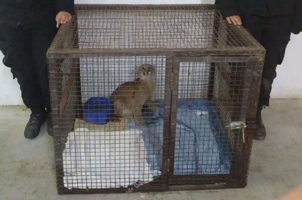 Rescataron a un puma bebé en Arequito: será trasladado a la Granja la Esmeralda