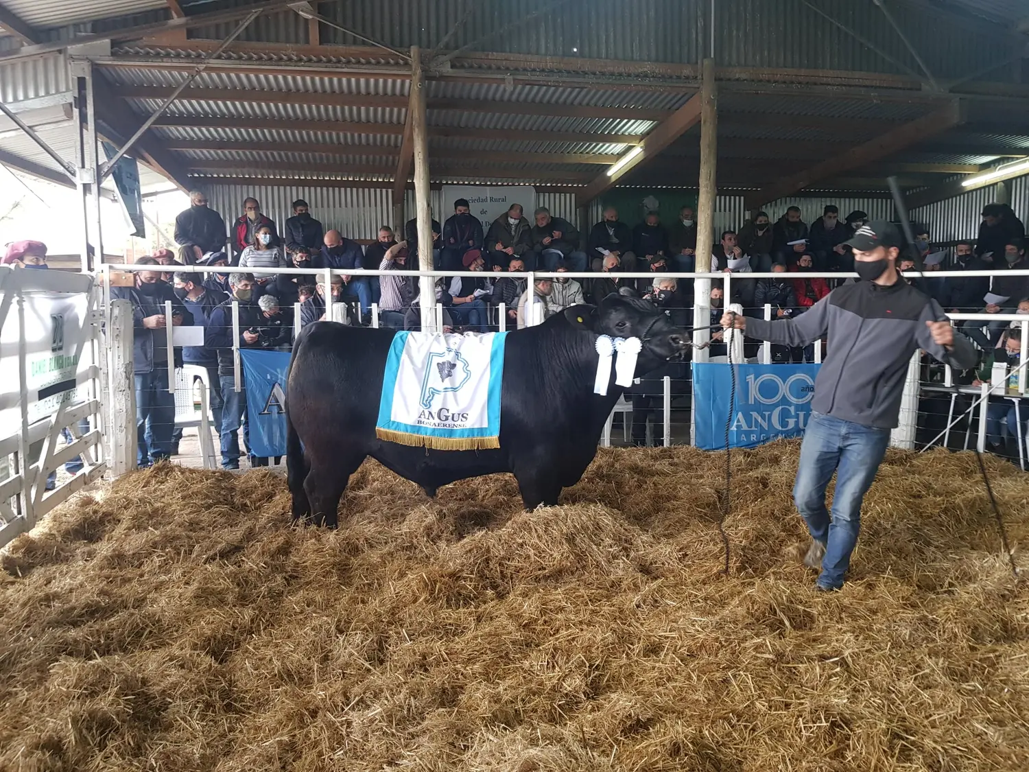 Pagaron 570 mil pesos por el mejor toro Angus de Dorrego