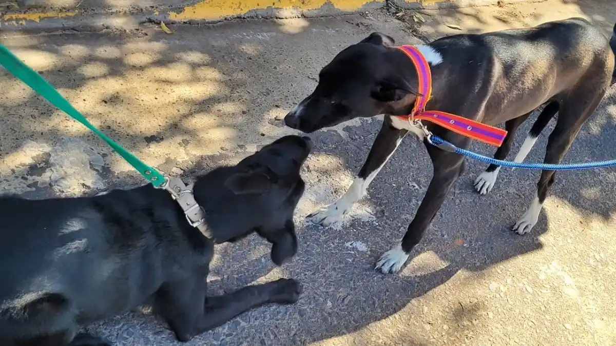 Tenencia responsable: más de 240 perros y gatos fueron castrados en noviembre