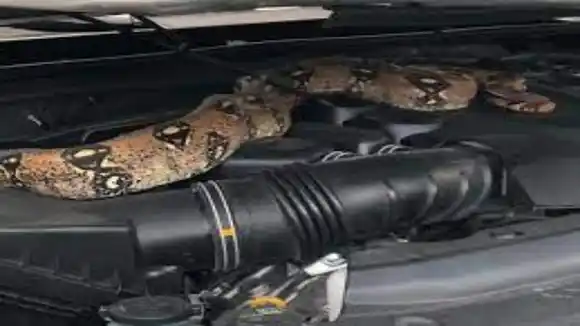 IMPRESIONANTE el lugar donde encontraron enrollada una serpiente Boa en Carabobo