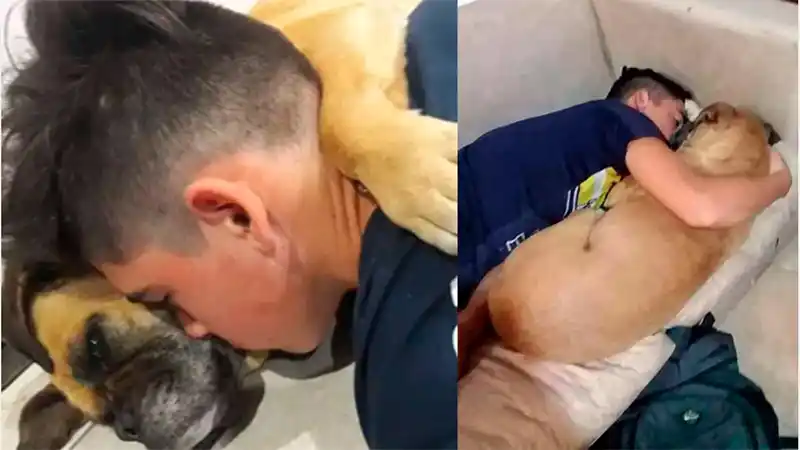 Perra murió abrazada a su dueño por miedo a la pirotecnia