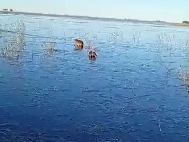 Video: se congeló un estero en Corrientes y carpinchos fueron filmados “patinando”