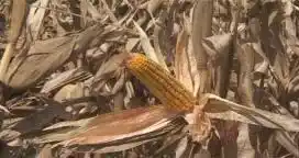 Por el cese de las lluvias se pudo cosechar el 55% del maíz de primera 