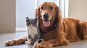 En medio de un TEMBLOR, ¿cómo proteger a las mascotas?