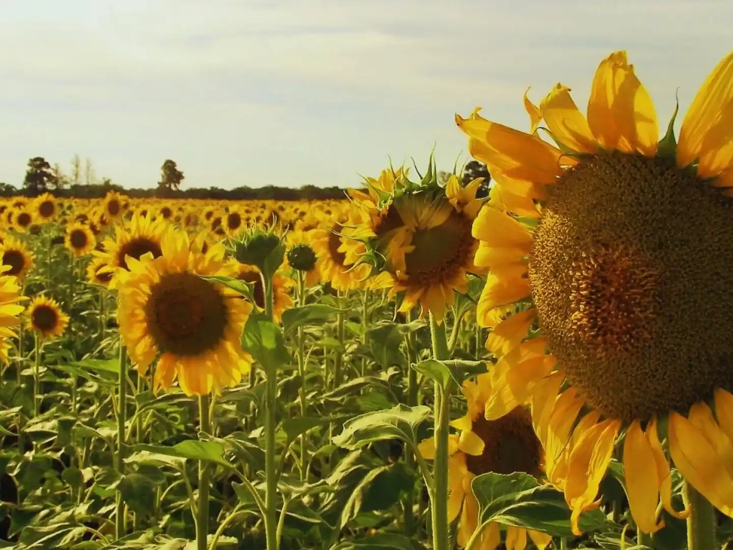 El girasol se expande en la Argentina.