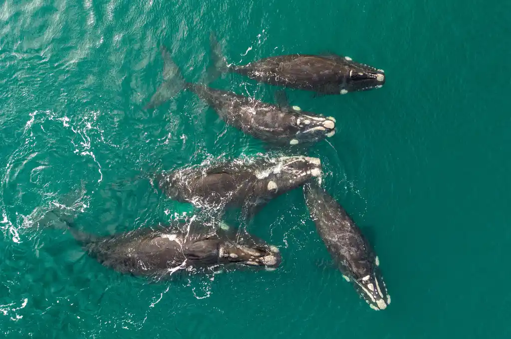 Ballena en Puerto Madryn