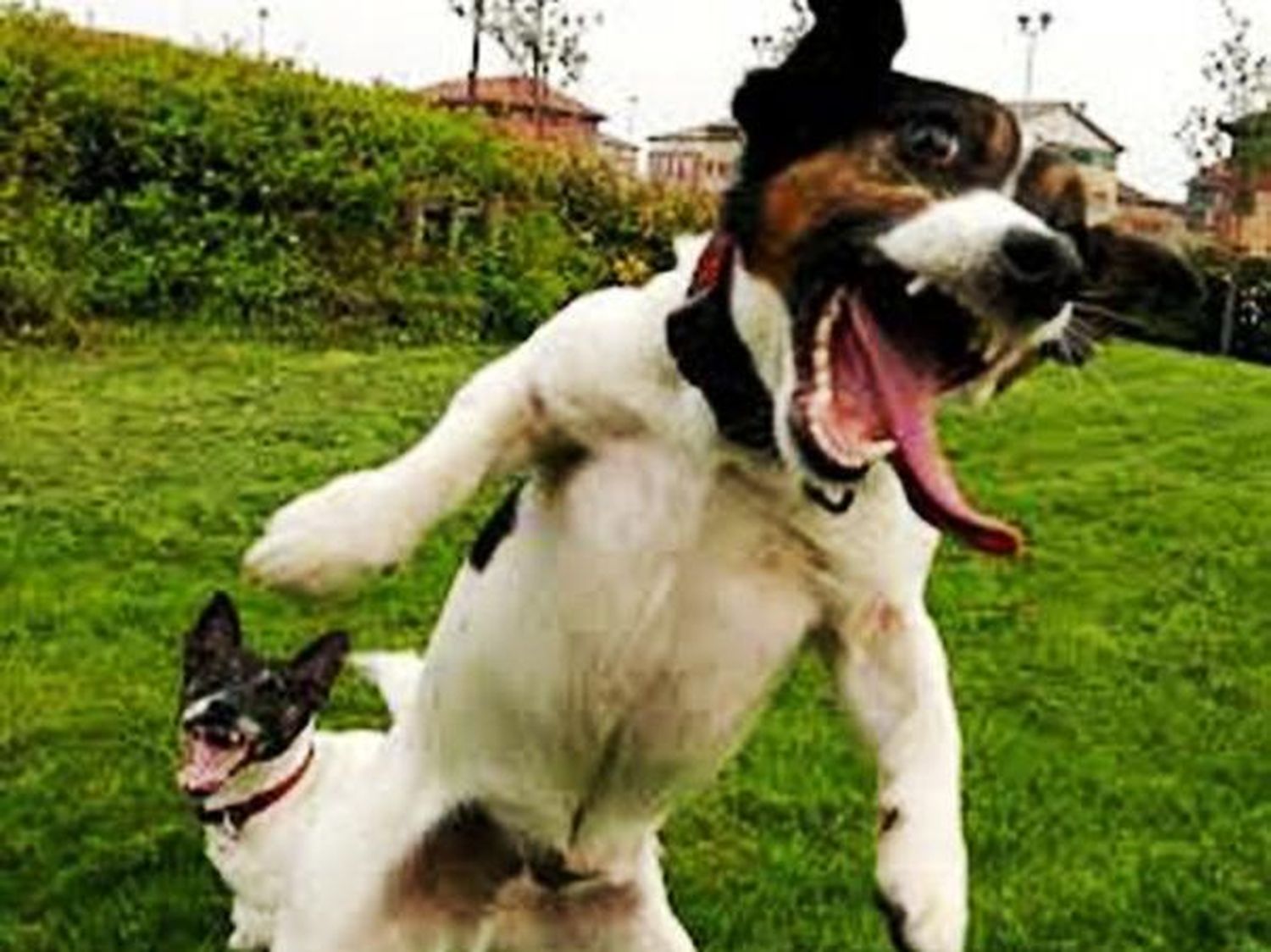 Cada vez más perros consumen marihuana de forma accidental