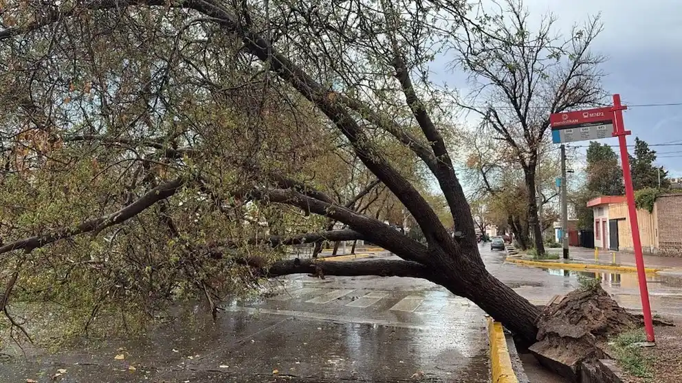 La tormenta de Santa Rosa dejó más de 100 árboles y postes de luz caídos en Mendoza
