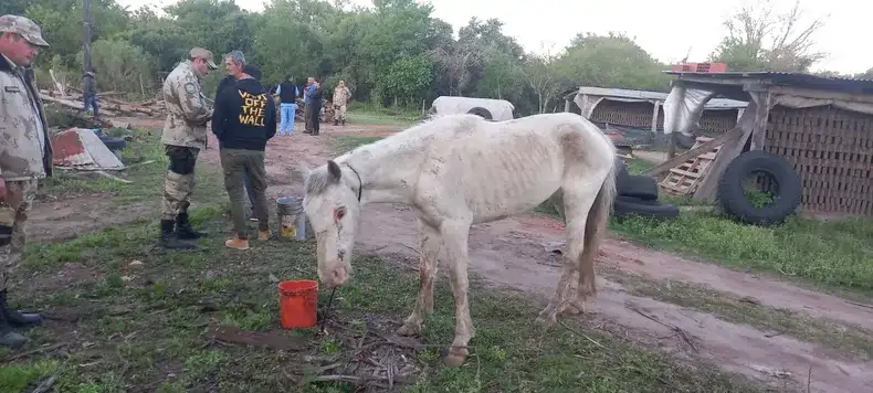 Aberrante maltrato animal: detuvieron a un hombre por mutilar a un caballo y tener a otros en pésimas condiciones
