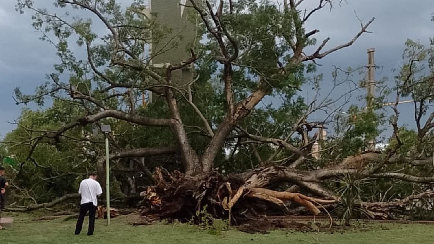 Video. Avellaneda: cayó un árbol enorme en la terminal