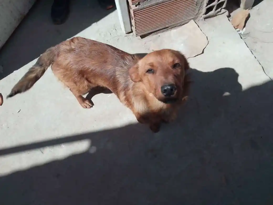 Buscan a sus dueños