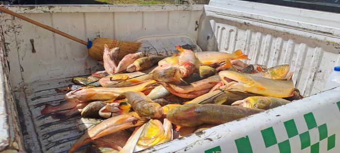pescado decomisado lo de bruno