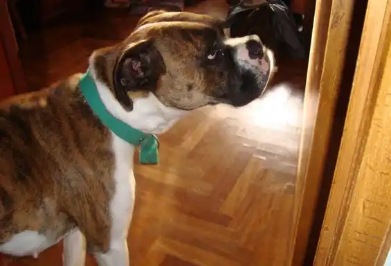 Perra boxer extraviada en inmediaciones del Hospital Centenario