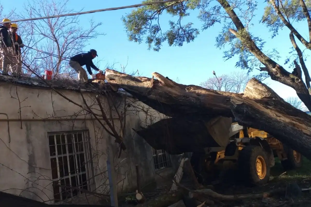 Un gran árbol se cayó sobre el ala de maternidad del Hospital Centenario