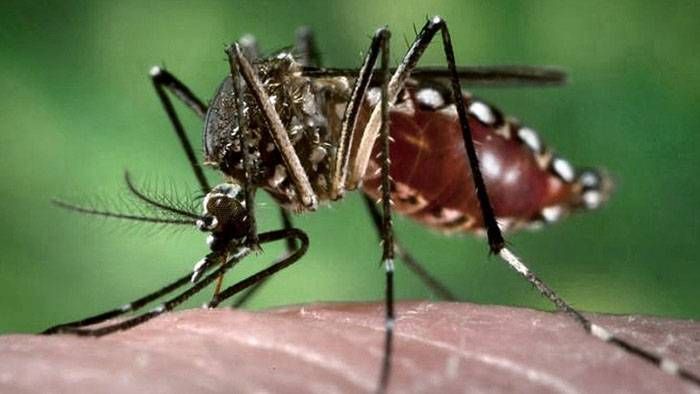 Con casi cuatro mil casos de dengue durante el año, prevén un aumento en 2022
