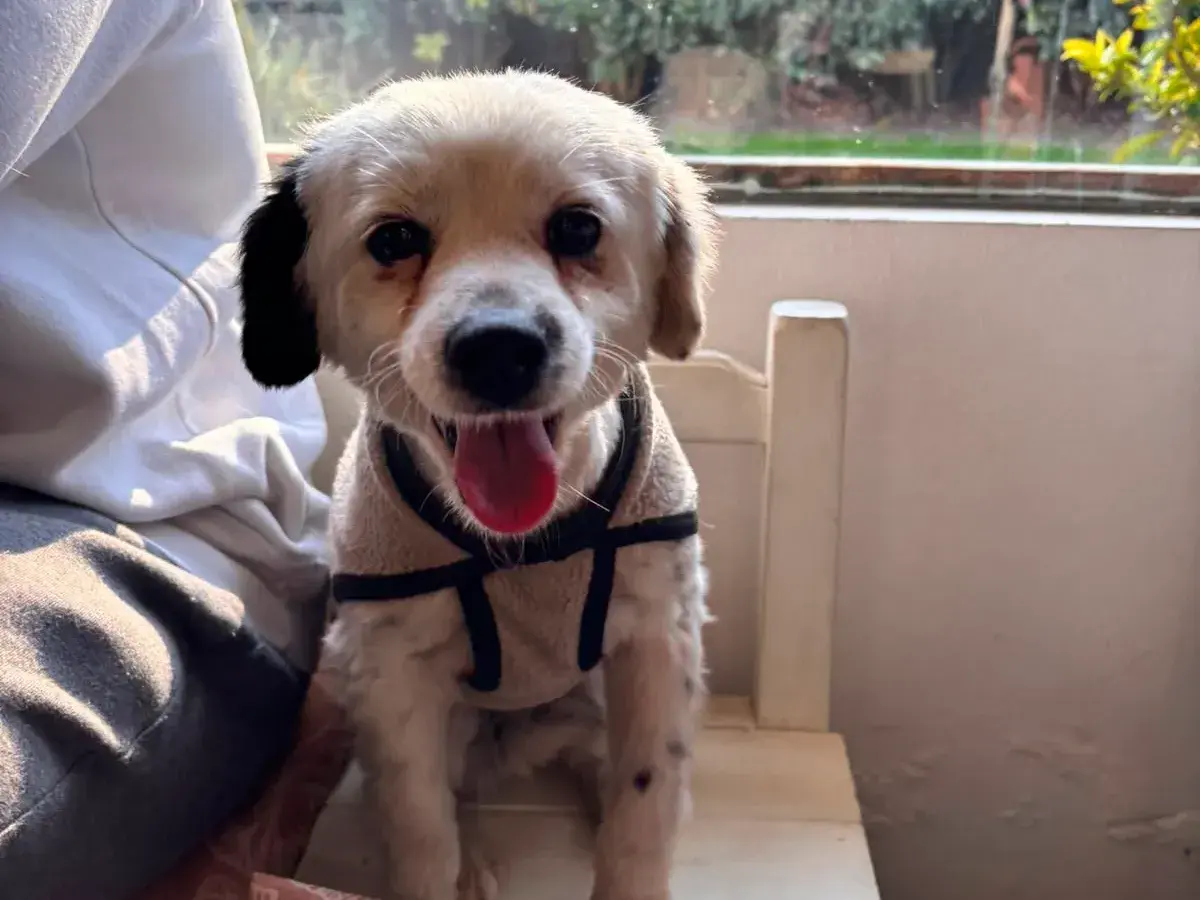 Encontraron a este perrita y buscan a sus dueños