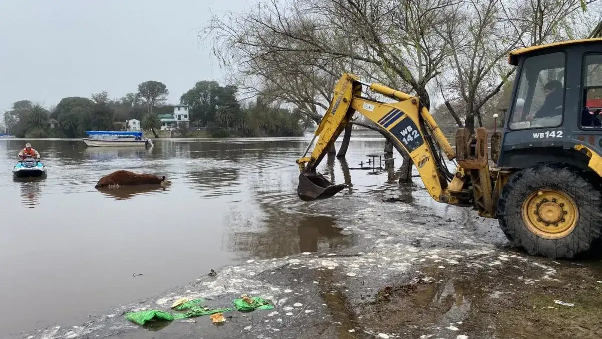 El repunte del río Gualeguaychú arrastró a una vaca y un freezer