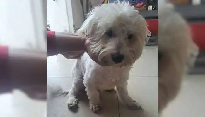 Solucionado: perro encontrado