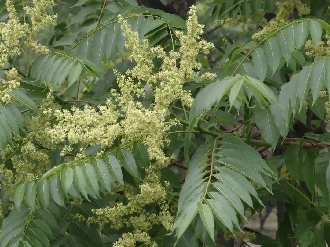 Árbol Alianto