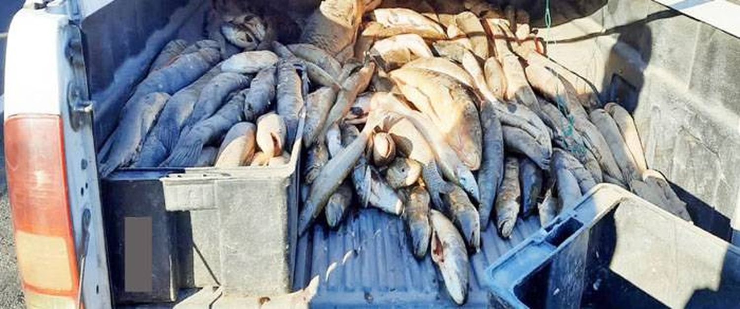 Se interceptó una camioneta que trasladaba 600 kilos de pescado de forma irregular