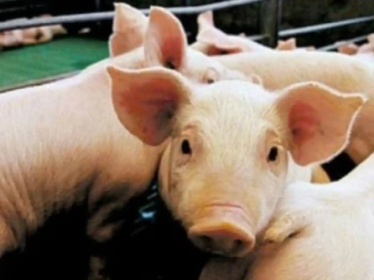 Confirman 2 casos de triquinosis en Río Cuarto: suman 244 en la provincia