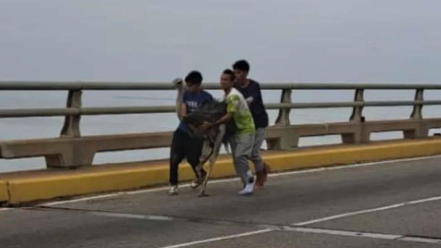 AVESTRUCES QUE SALTARON de camión en el puente sobre el lago de Maracaibo SOLO SUFRIERON RASPONES (VIDEO)