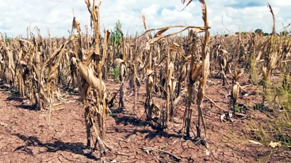 Productores del distrito esperan la emergencia agropecuaria