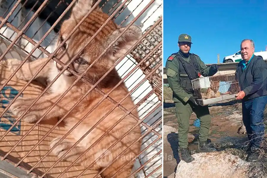 Rescataron un cachorro de puma y lo mandaron a la Granja La Esmeralda