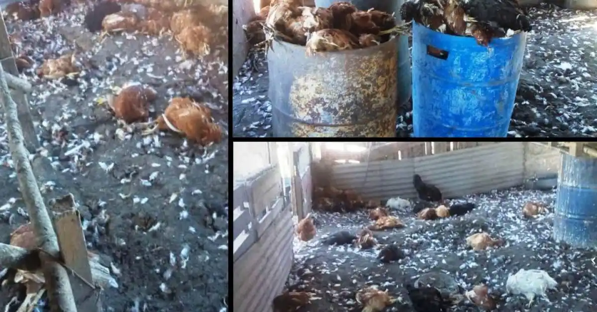 Larroque: Perros cimarrones mataron 300 gallinas ponedoras