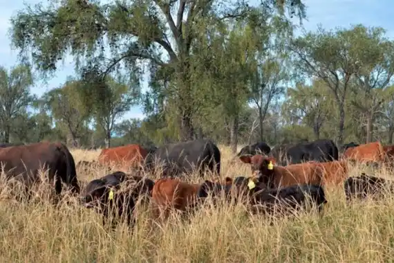 Por la ola de calor ya se reporta mortandad de hacienda y un mayor porcentaje de vacas vacías