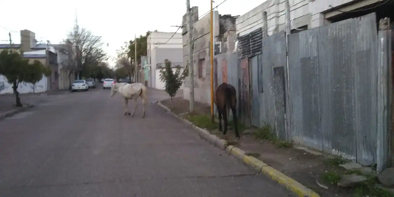 Alertan por caballos sueltos en la zona semicéntrica de la ciudad