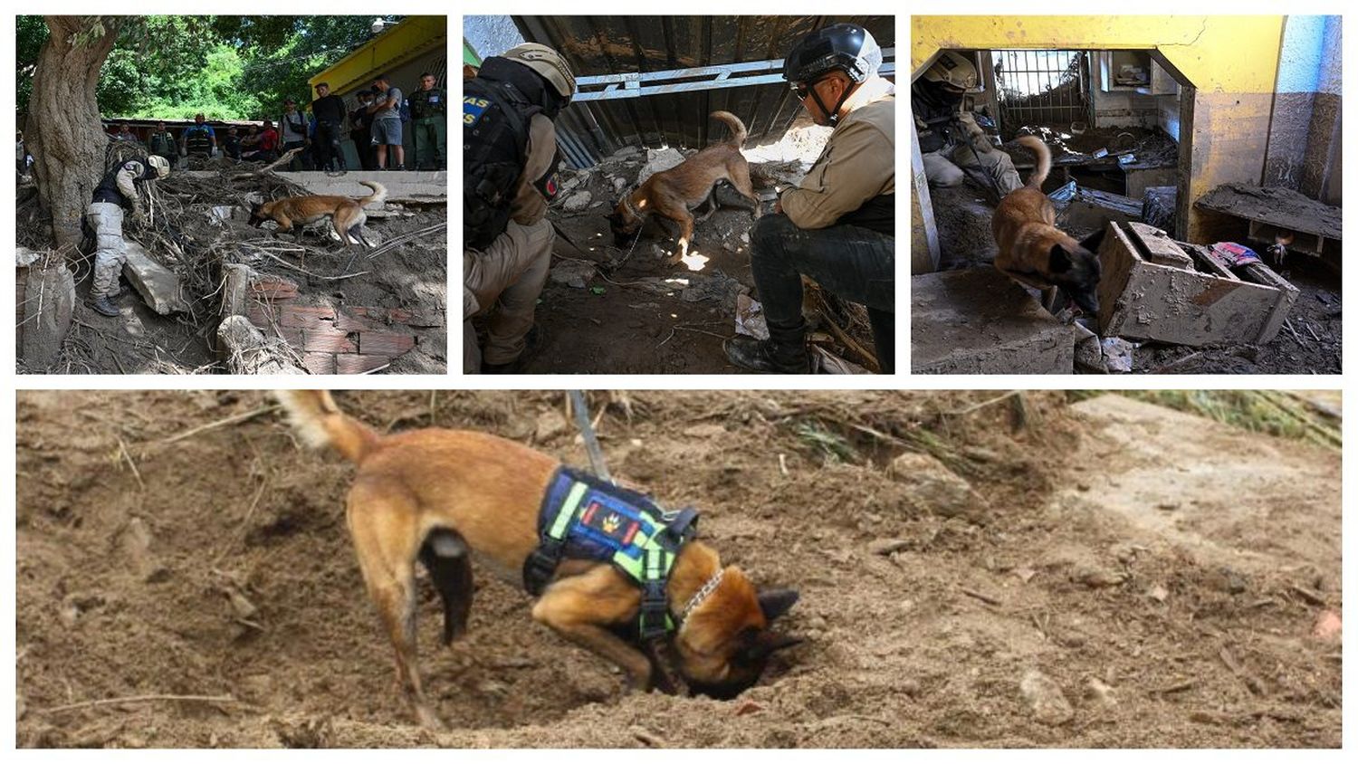 ¡HÉROES de 4 patas! Hades, Necro y Amigo, los perritos rescatistas del deslave en Las Tejerías