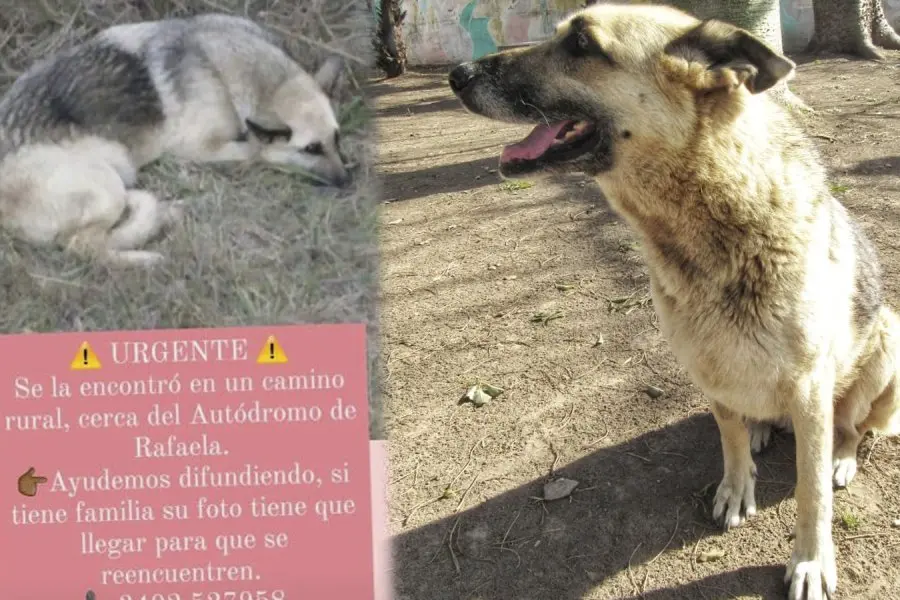 Grisú fue atropellada y abandonada cerca del Autódromo: ya en recuperación, busca una familia que la cuide
