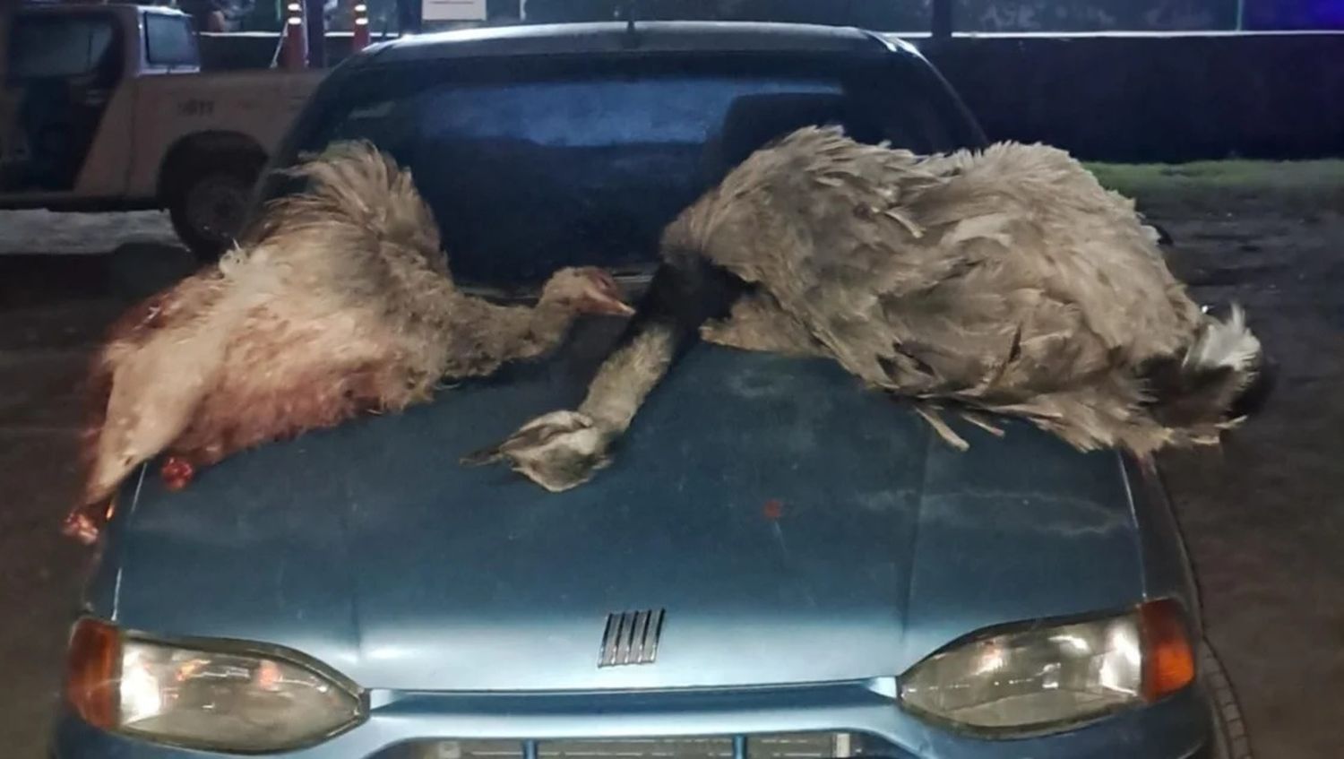 Llevaban dos ñandúes muertos y cuatro galgos en un auto: Fueron detenidos en Coronel Rosales