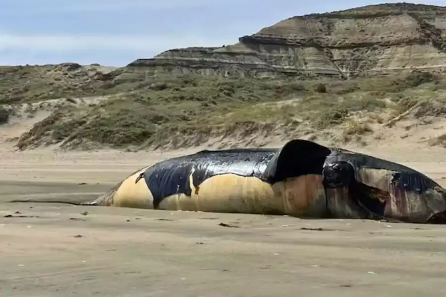 Conmoción en Chubut: aparecieron más de 70 ballenas muertas y hay preocupación