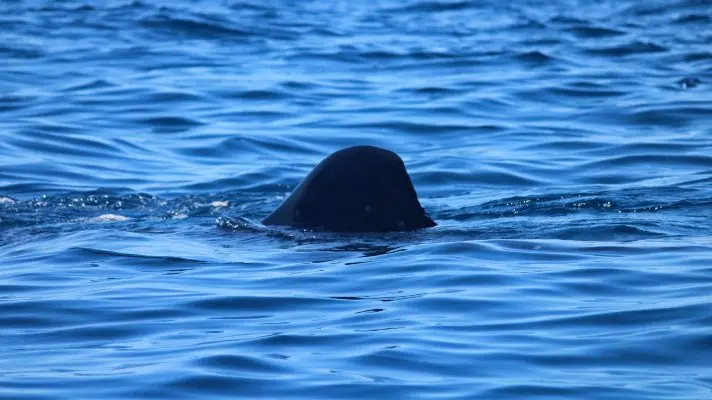 “NO REPRESENTA UN PELIGRO”: pescadores avistaron un tiburón ballena cerca de las playas de Caraballeda (+ video)
