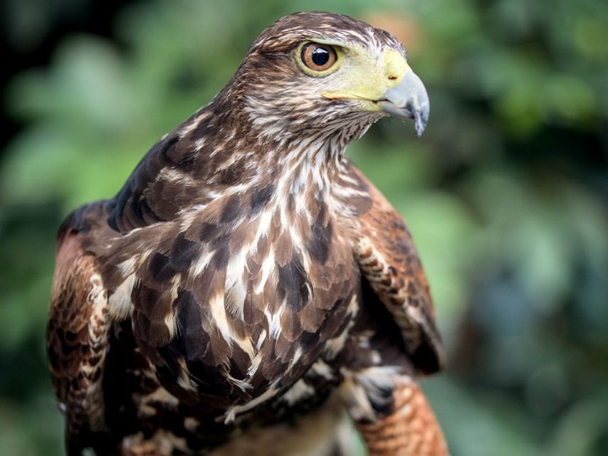 aves rapaces - 2